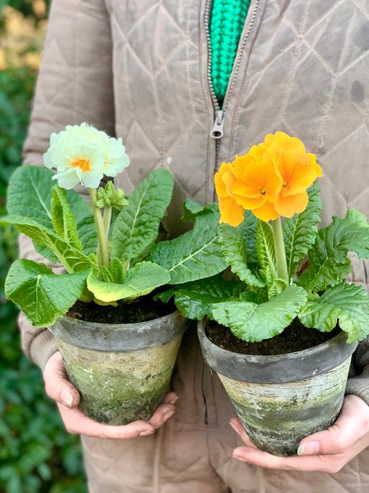 Etageprimula i potte, Creme